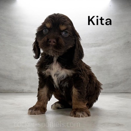 puppy, for, sale, Cocker Spaniel, Joe & Cherri  Overlease, dog, breeder, Miller, MO, dog-breeder, puppy-for-sale, forsale, nearby, find, puppyfind, locator, puppylocator, aca